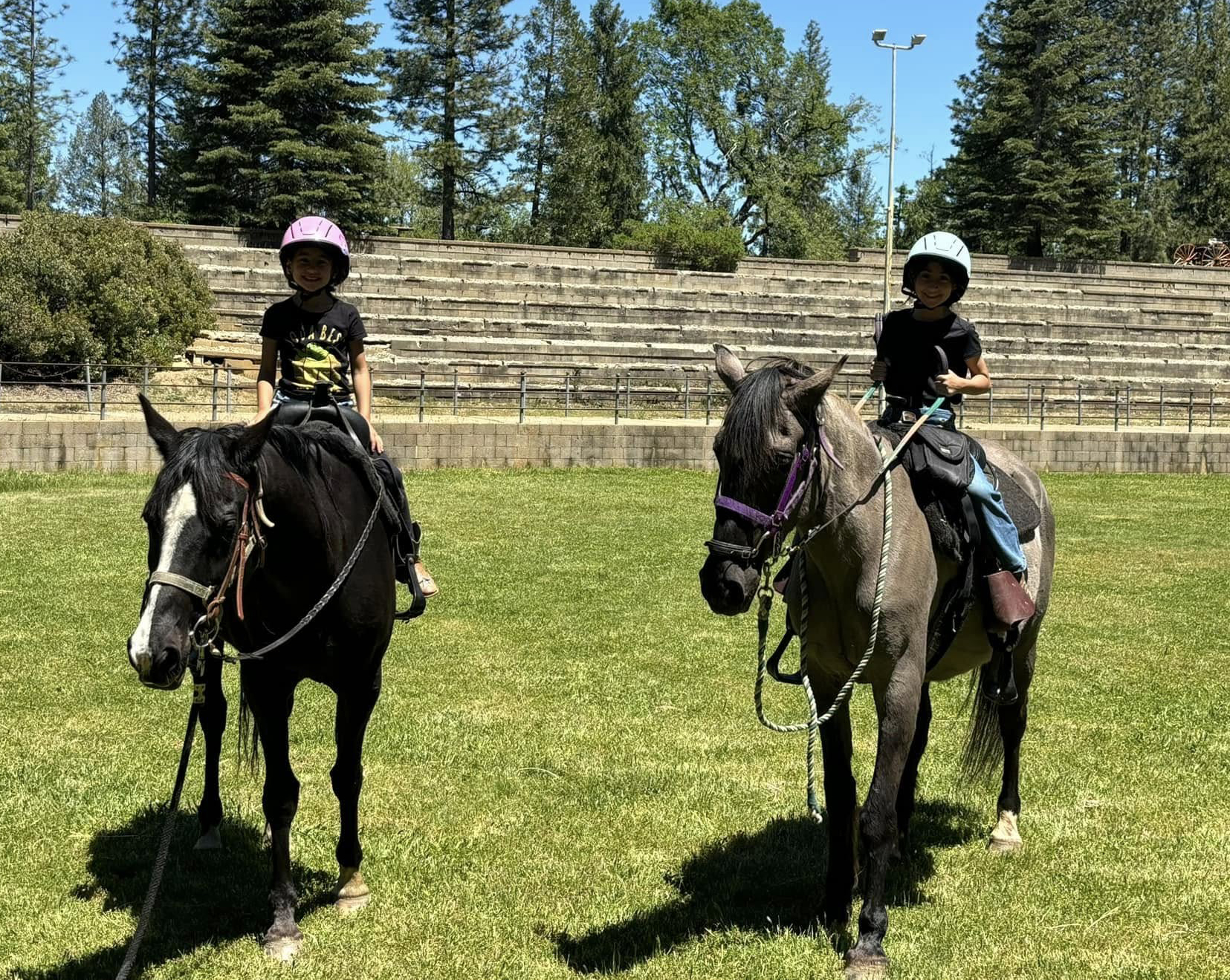 Horse walking in sunlight